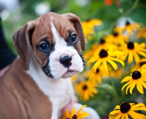 Auggie%20in%20the%20flowers