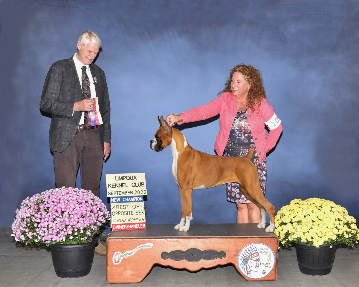 Lively%20Toy%20Box%20Boxer%20Puppy.jpeg