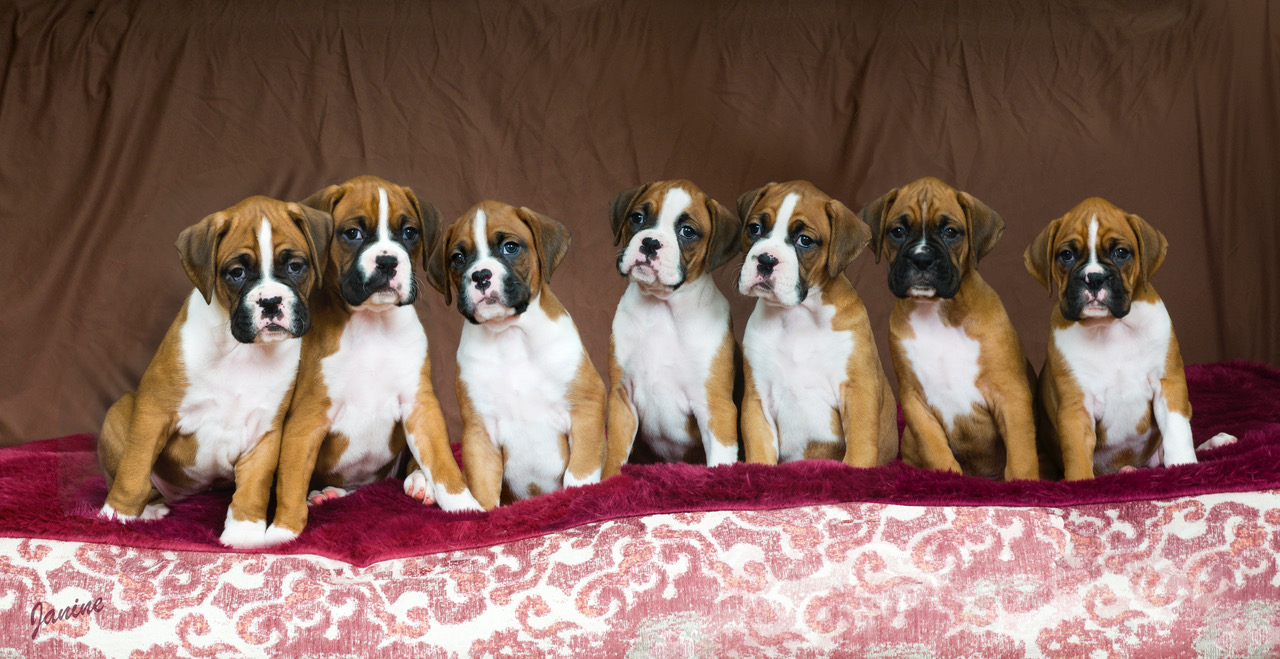 Lala%20Maynard%20Boxer%20pups.jpeg