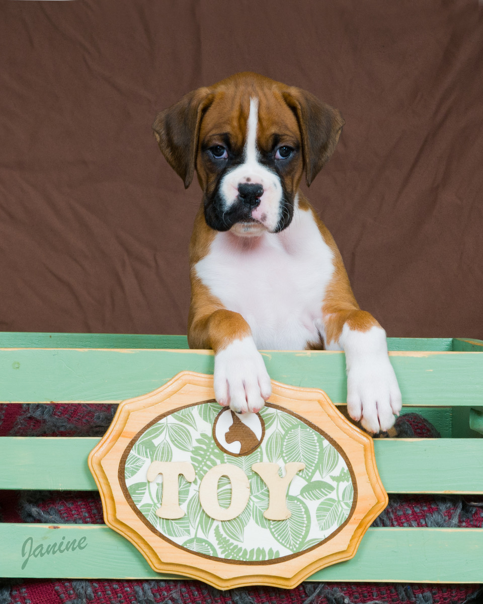 Lively%20Toy%20Box%20Boxer%20Puppy.jpeg