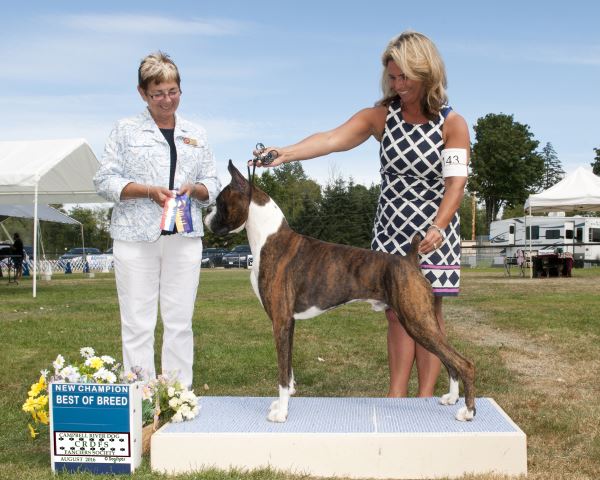 Morelli%20Canadian%20Champ%20.jpeg