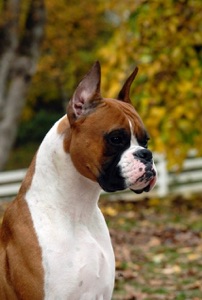 auggie HeadShot